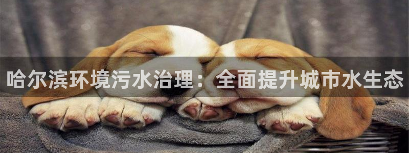 凯发k8官网备用网址|哈尔滨环境污水治理：全面提升城市水生态